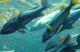 Развивать аквакультуру будем вместе!