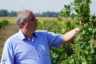 В КубГАУ начали работу по клоновой и комбинативной селекции винограда