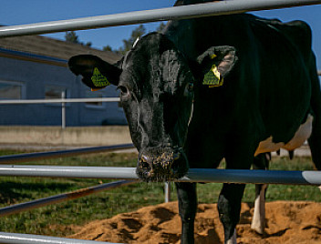 Коровы кубанской селекции удивляют удоями