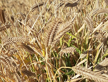 Уникальный ячмень и «идеальный» виноград: кубанские селекционеры выводят новые сорта растений