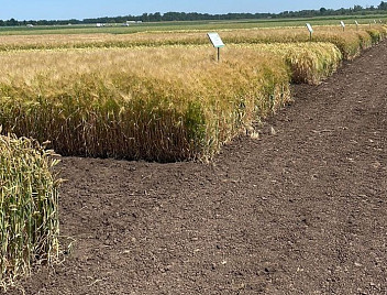 В КубГАУ вывели сорт ячменя повышенной урожайности