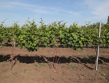 Мы обучим, как создать эффективное хозяйство по выращиванию винограда!