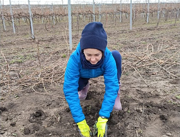 «Ампелографическая» коллекция Кубанского ГАУ пополнилась очередными эксклюзивными сортами винограда